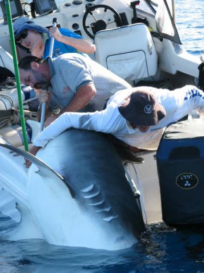 Now we'll pull it on board